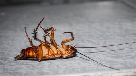 ¿Ver Las Cucarachas Durante El Día Es Señal De Una Infestación?